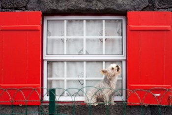 Pico Cachorro Dog in Window
