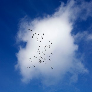 Sandhill Flock Over Cloud 1